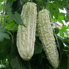 Bitter Gourd White